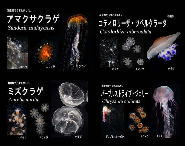 jellyfishlife.jpg