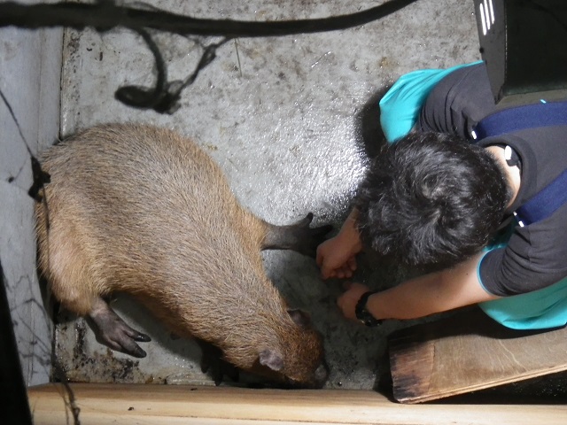 201506_capybara_1.jpg