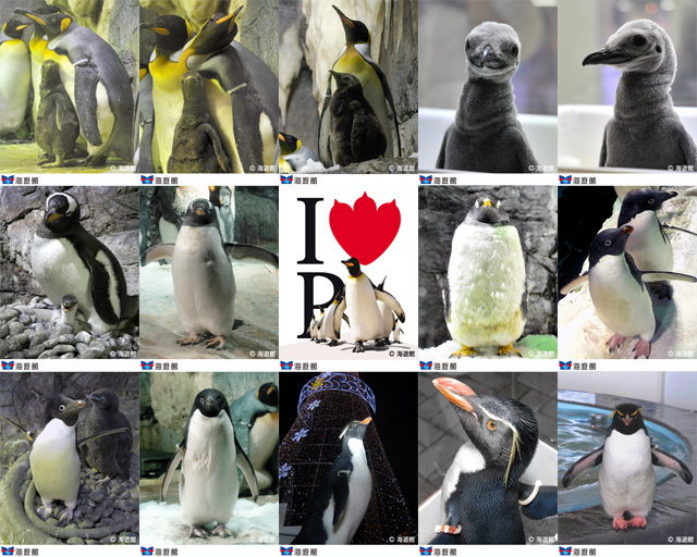 penguin_wallpaper.jpg