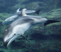 Delfú‹ de flancos blancos (Acuario del “Mar de TasmaniaE