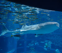 Китовая акула (аквариум «Тихий океан»)