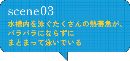 scene03 水槽内を泳ぐたくさんの熱帯魚が、バラバラにならずに まとまって泳いでいる
