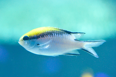 バリアリーフクロミス Barrier Reef chromis
