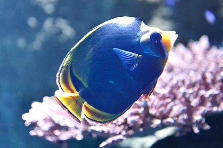 ダスキーバタフライ Dusky butterflyfish