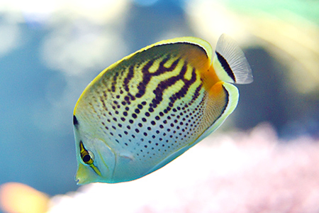 ドットアンドダッシュバタフライ Dot and dash butterflyfish