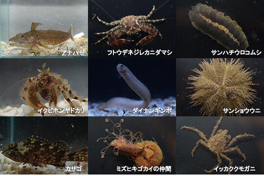 2015ganpeki.jpg