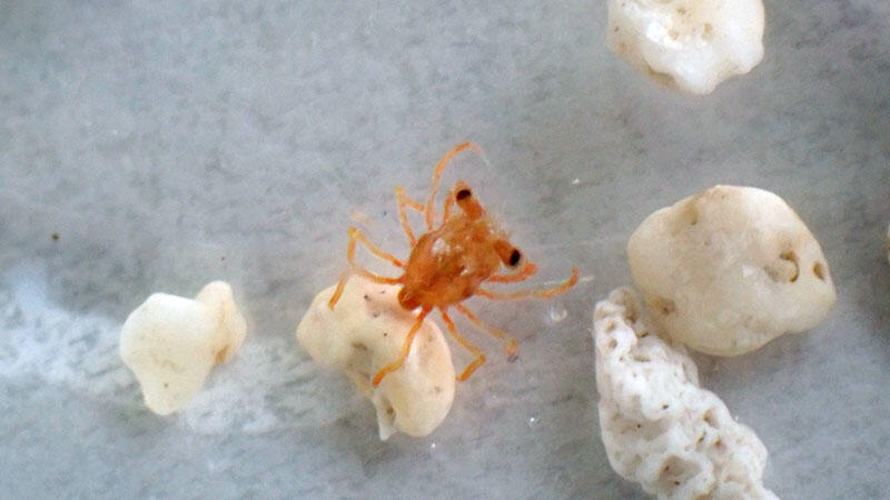 世界最大のカニ「タカアシガニ」の赤ちゃんを展示しています | 海遊館