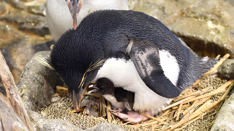 ミナミイワトビペンギンの人工繁殖研究が、 日本動物園水族館協会最高