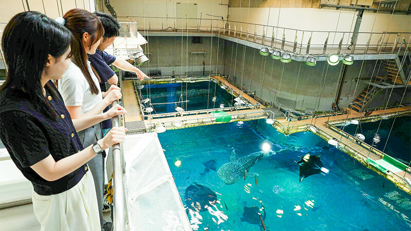 海遊館で特別なジンベエザメ体験