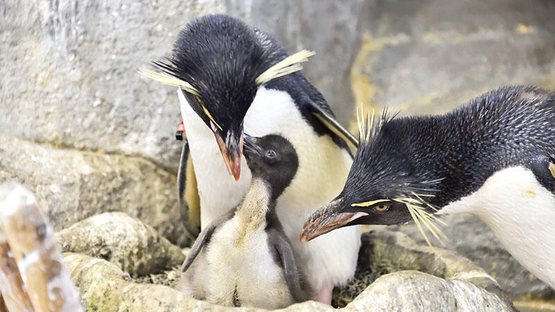 木彫りのミナミイワトビペンギンの3D壁掛け ミナミイワトビペンギンの雛が誕生しました | 海遊館ニュース | 海遊館