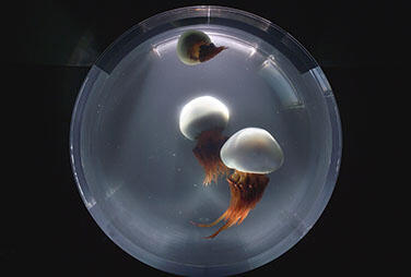 2608_bizen_02.jpg