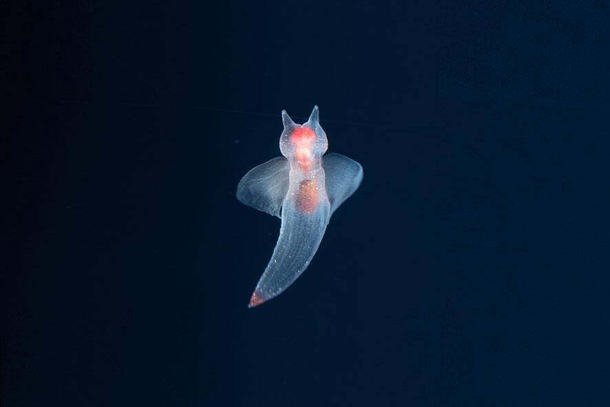 2608_clione_01t.jpg