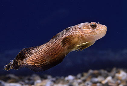 2610_arctic_04.jpg