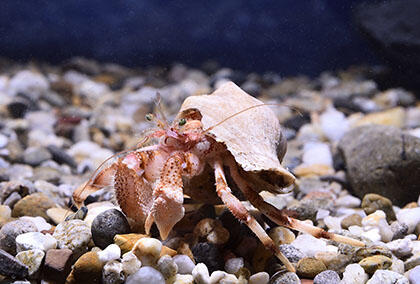 2610_arctic_05.jpg