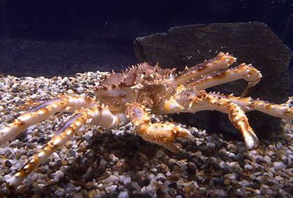 2610_arctic_06.jpg