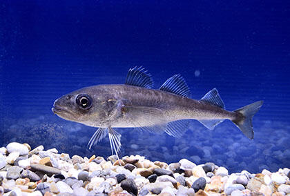 2610_arctic_09.jpg