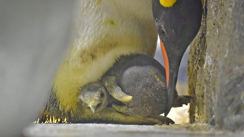 オウサマペンギンの赤ちゃんが誕生しました | 海遊館ニュース | 海遊館