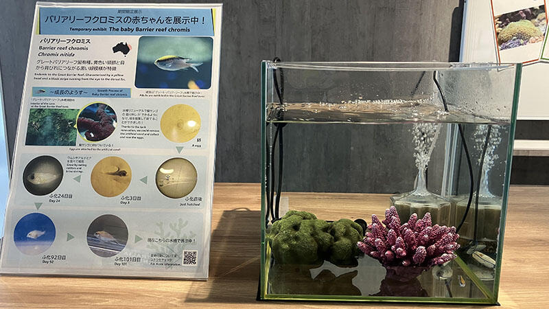 期間限定】バリアリーフクロミスの赤ちゃんを展示しています | 海遊館