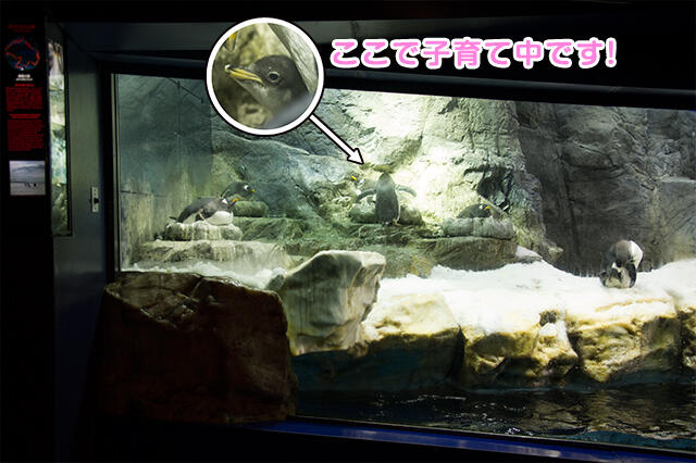 ジェンツー子育て場所.jpg