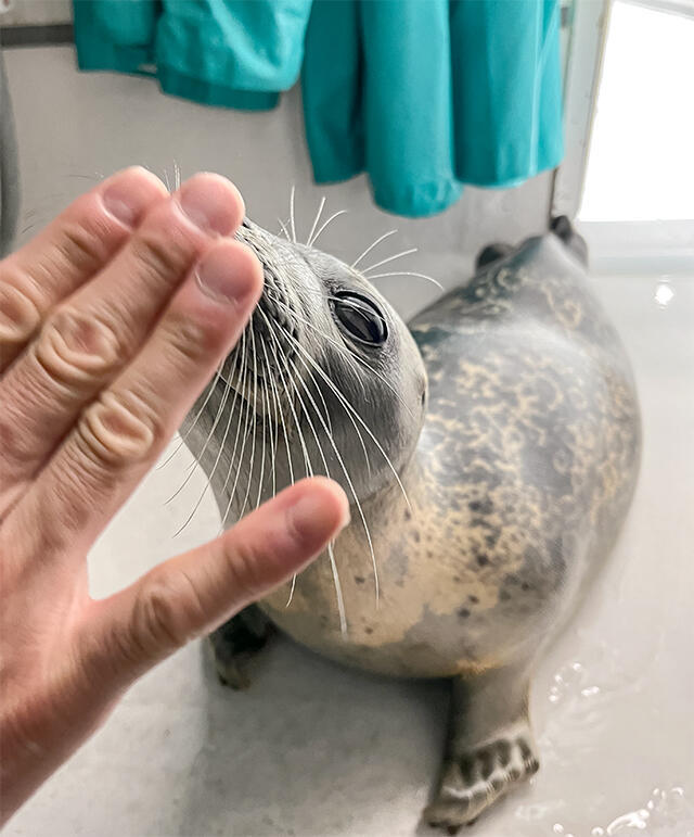 お知らせ】ワモンアザラシのミゾレについて | 海遊館ニュース