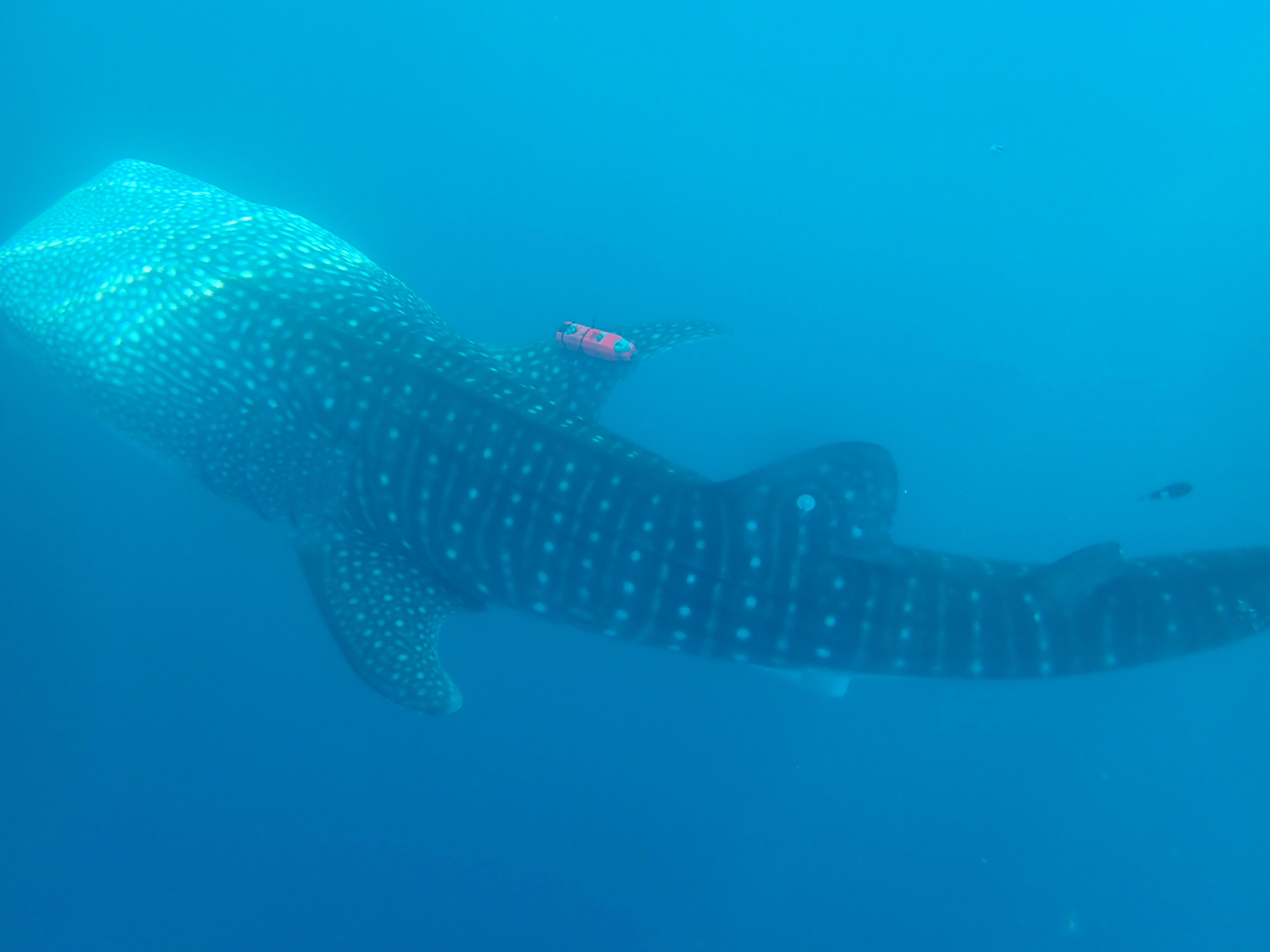 新品 未使用 チョコエッグ 動物 生き物 図鑑 50点以上 コレクション BOX 海洋 生物 ガチャガチャ, image size:4000x3000