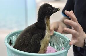 イワトビペンギン雛2.jpg