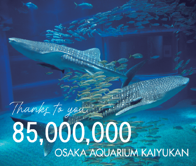 海遊館は8500万人目のお客様をお迎えすることができました | 海