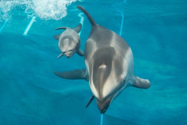 dolphin2014_1.jpg