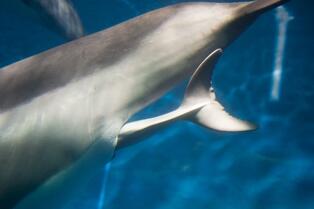 dolphin2014_2.jpg