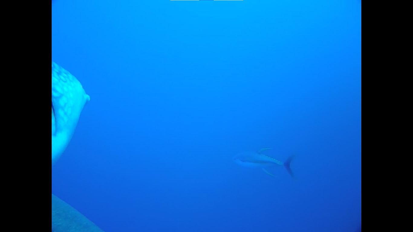 コメント 2023-09-28 174222.png
