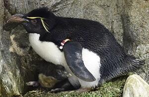 イワトビペンギン雛1.JPG
