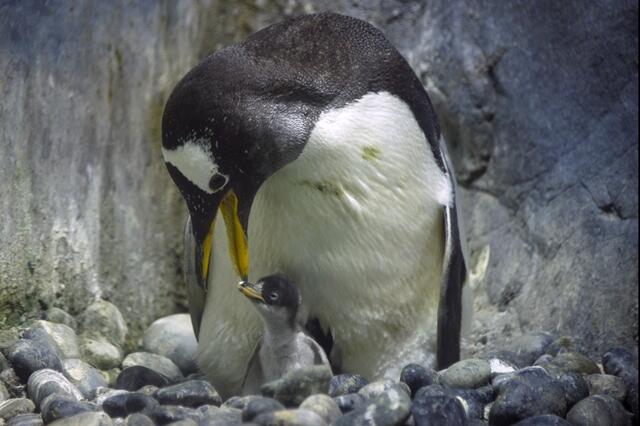 gentoo20130730.jpg