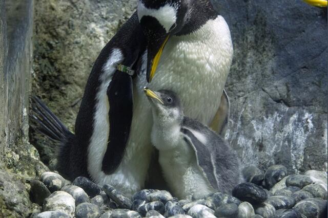 gentoo20130812.jpg