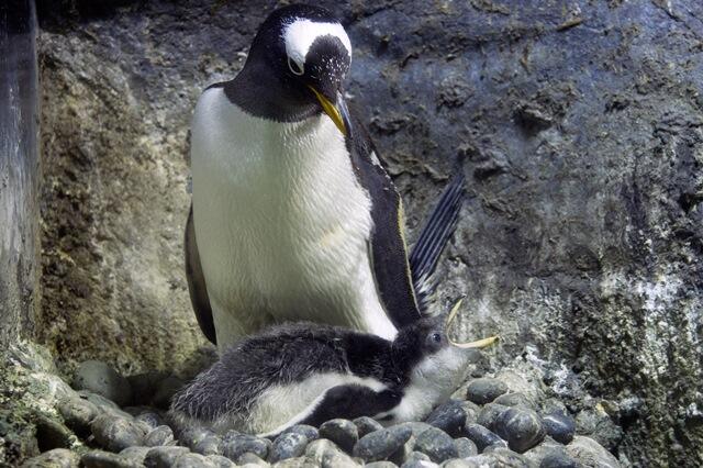 gentoo20130818.jpg