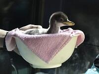 gentoo2_2016.jpg