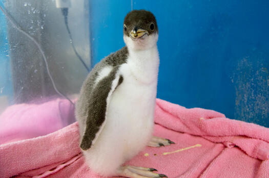 ネイチャーテクニカラー オウサマペンギン、ジェンツーペンギン