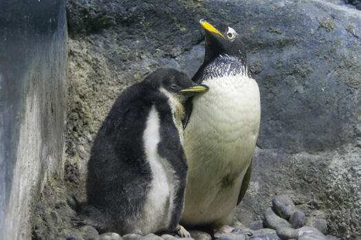 gentoo_20130904_3.jpg
