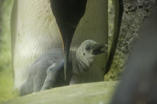 kingpenguin20130910_1.jpg