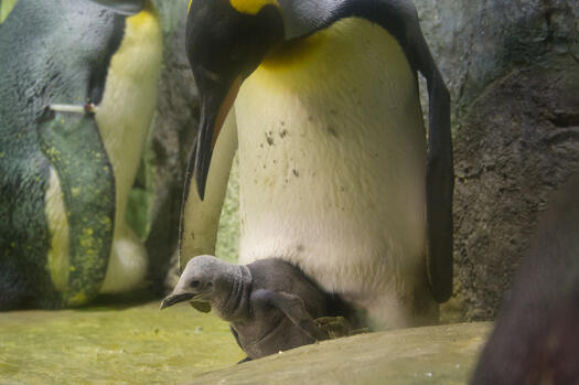 kingpenguin20130910_2.jpg
