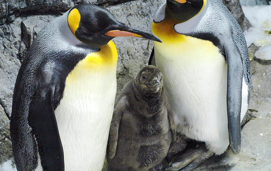 オウサマペンギン 常設展示 展示 館内紹介 海遊館