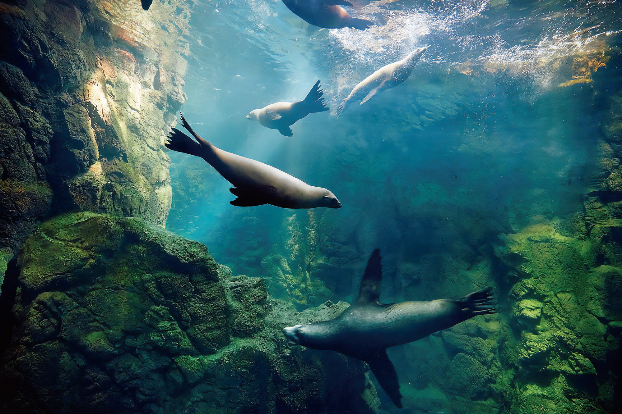 아이와 함께 오사카 여행 - 가이유칸