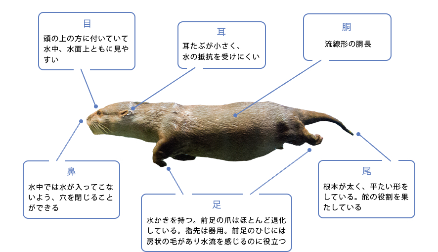 コメツキカワウソの赤ちゃん誕生 - 観光経済新聞