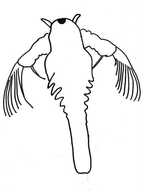 artemia salina.jpg