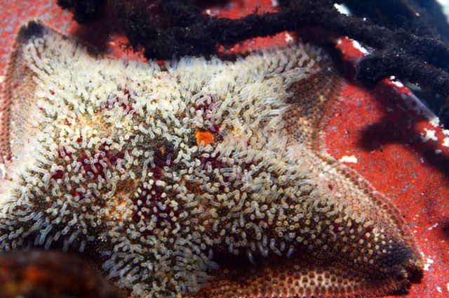 大阪湾で出会った生き物たち イトマキヒトデ 海遊館とつながる 海遊館