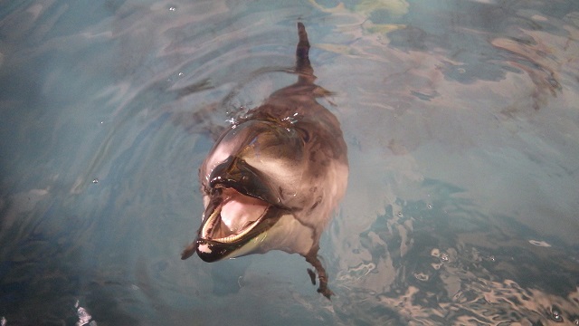 1214_dolphin.jpg