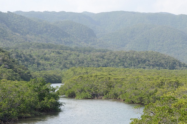 1503_iriomote_mangrove.jpg