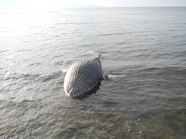 大阪湾にクジラがやってきた 海遊館とつながる 海遊館