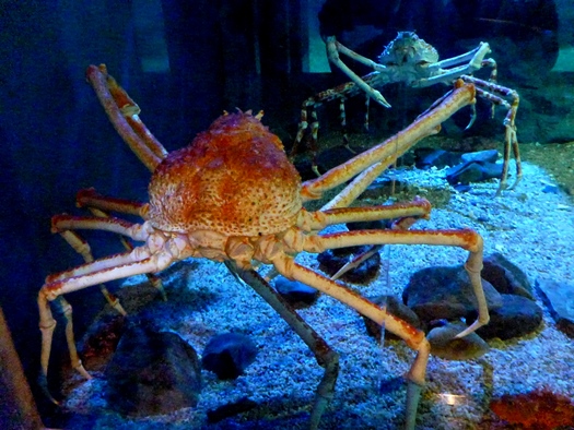 深海の小さな生き物たち Vol. 2：海遊館日記｜海遊館