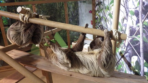 怠け者」のナマケモノ？｜海遊館とつながる｜海遊館