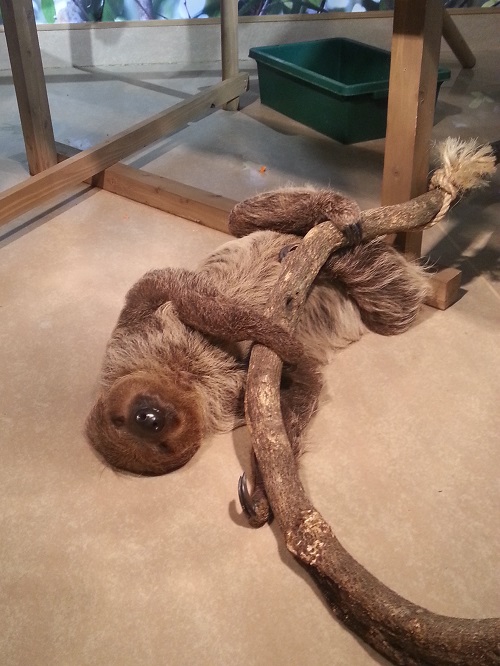 怠け者」のナマケモノ？｜海遊館とつながる｜海遊館